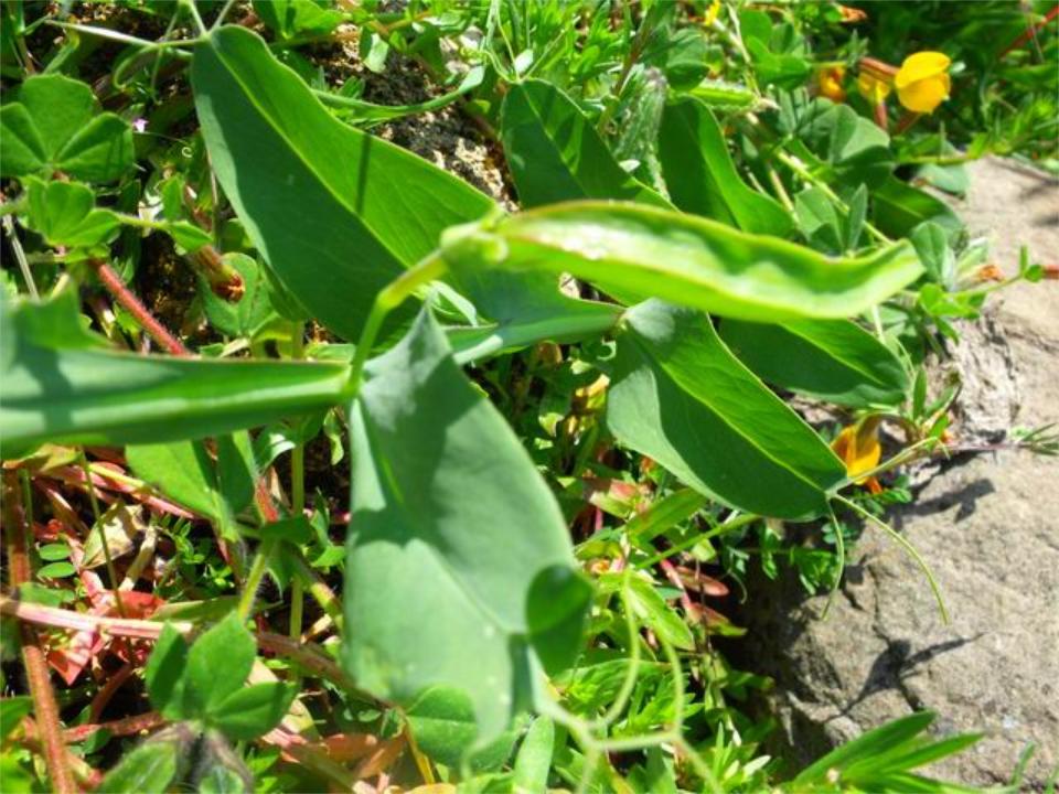 Lathyrus ochrus